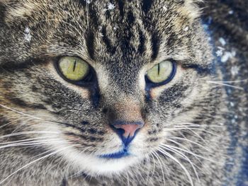 Close-up portrait of cat