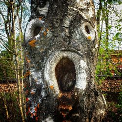 Close-up of tree trunk