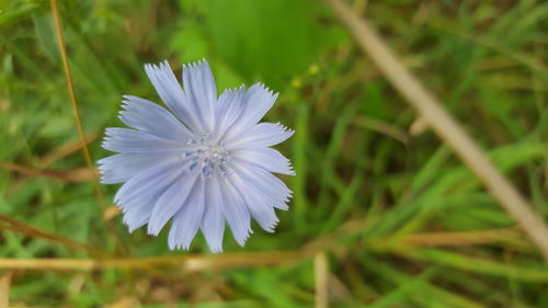 Close-up of white flower blooming outdoors