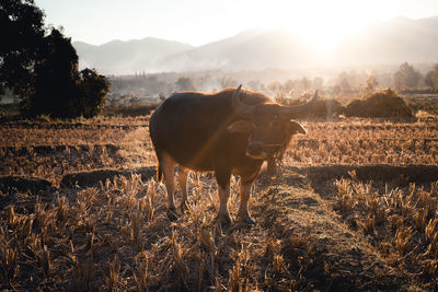 View of a horse on field