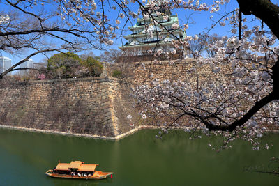 Cherry blossoms and osaka castle