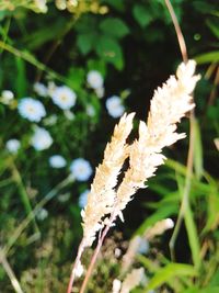 Close-up of white flowering plant