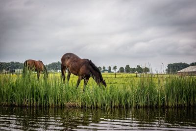 Horses in a field