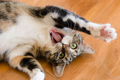 High angle view of cat with mouth open lying down on floor