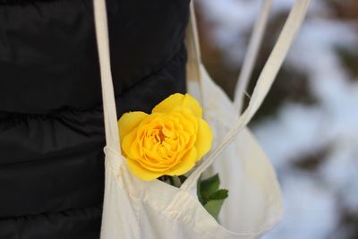 Close-up of yellow rose