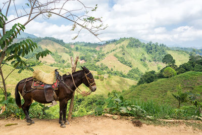 Side view of donkey against green landscape