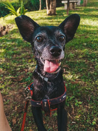 Portrait of dog sticking out tongue