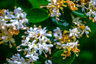 Close-up of white flowers