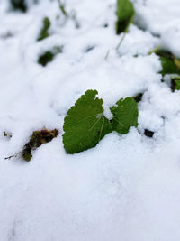 Close-up of snow covered plant on land