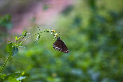 Close-up of butterfly pollinating on flower