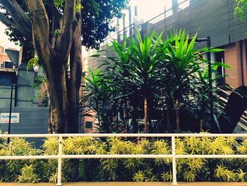 Trees and plants growing outside building