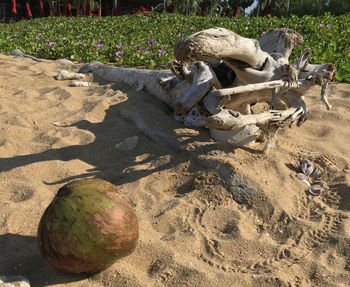 High angle view of crab on sand