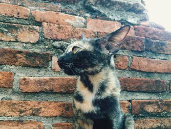 Close-up of a cat