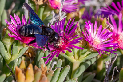 Close-up of insect on purple flowering plant