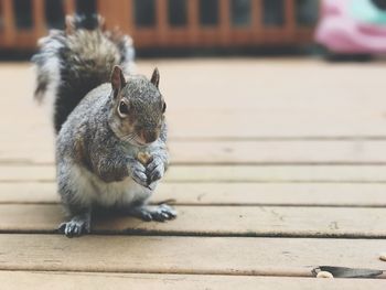 Close-up of squirrel sitting on wood