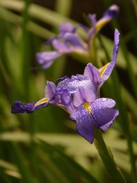 Close-up of water drops on purple flower