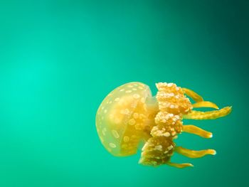 Close-up of jellyfish against blue background