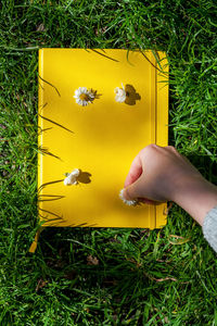 High angle view of person hand holding yellow flowering plants