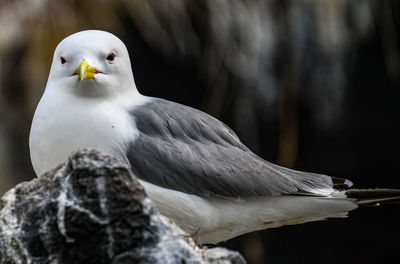 Close-up of seagull perching on rock