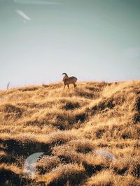 Horse on field