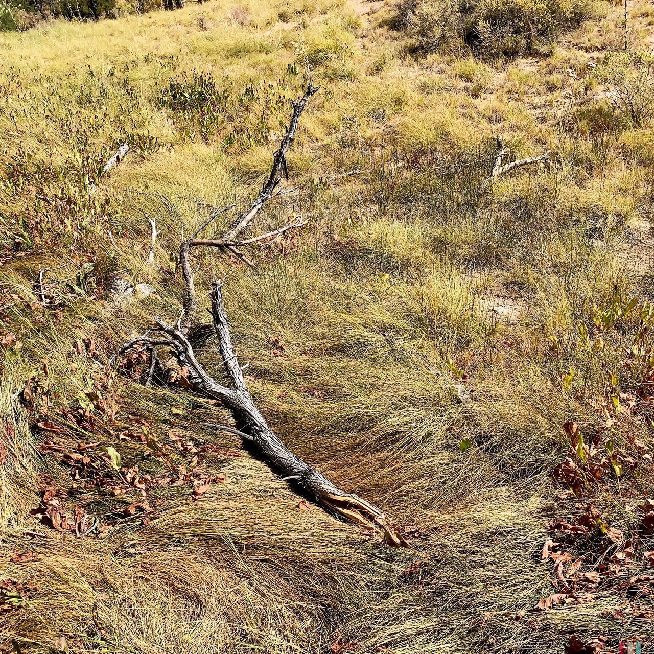 DEAD PLANT ON FIELD