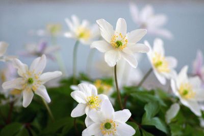 Close-up of white flowers