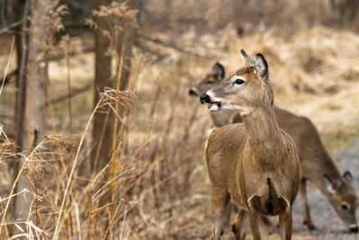 Portrait of deer in field