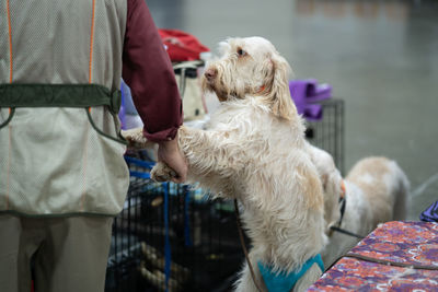 Close up of a dog standing on rear legs wearing a diaper