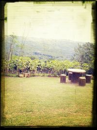 Trees on grassy field