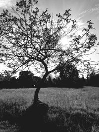 Silhouette tree on field against sky