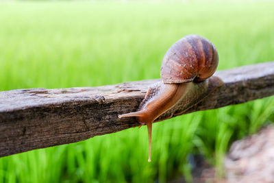 Close-up of snail on wood