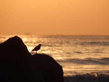 Silhouette bird on rock against sky during sunset