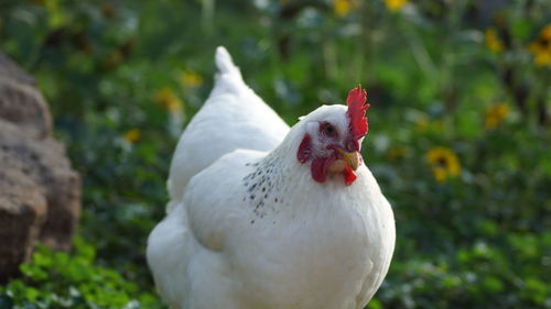 Close-up of white bird against blurred background