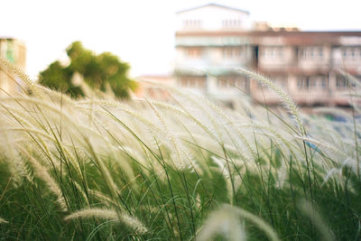 Close-up of grass on field against buildings