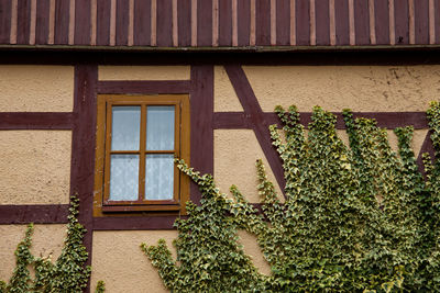 Plants growing outside building