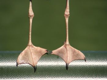 Close-up of seagull legs