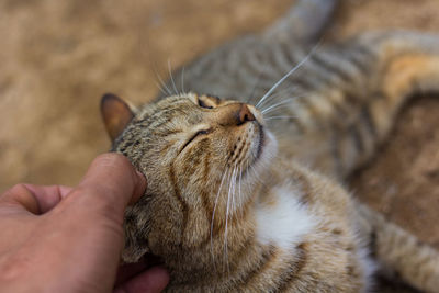 Close-up of hand holding cat