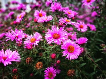 Close-up of pink flowering plants