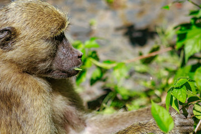 Close-up of monkey looking away