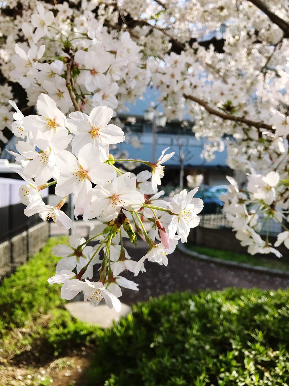 flowering plant, flower, plant, fragility, freshness, vulnerability, beauty in nature, growth, blossom, tree, nature, petal, springtime, day, white color, focus on foreground, close-up, cherry blossom, branch, no people, outdoors, flower head, pollen, cherry tree