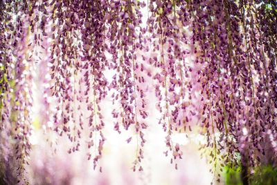 Close-up of purple wisteria flowering plants 