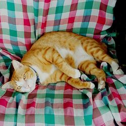 Cat sleeping on tiled floor