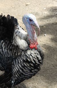 High angle view of a bird on field