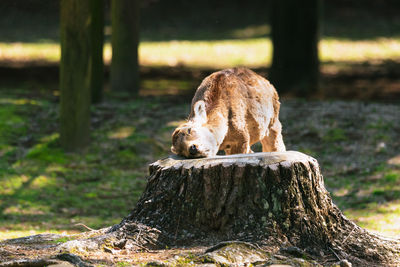 View of an animal on tree trunk