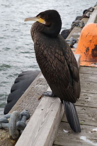 Close-up of bird perching on wooden post