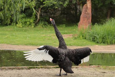 View of a black swan flying 