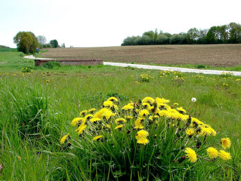 Yellow flowering plants on field