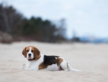 Portrait of beagle on beach