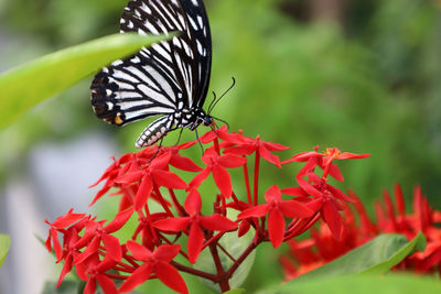 Close-up of butterfly pollinating on flower