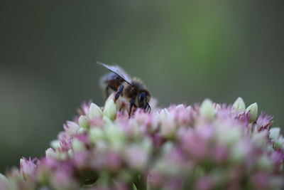 Close-up of bee pollinating on purple flower